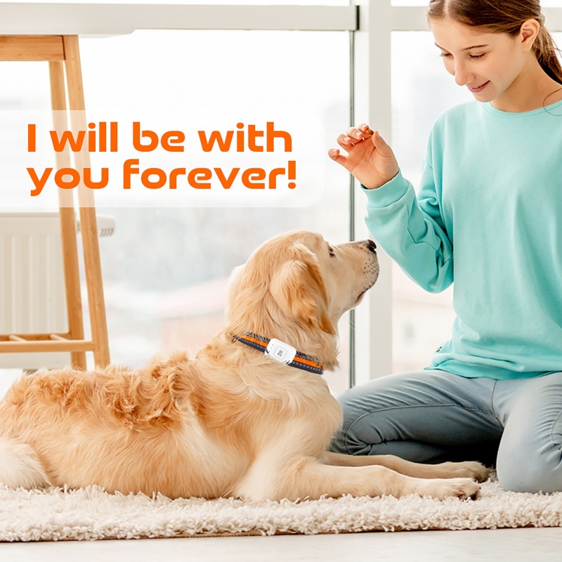 Haustier-GPS-AGPS-Tracking-Ger – Pet Supplies Direct Bewertung und Preis